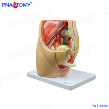 PNT-0580 Modelo de 3 piezas de la cavidad pélvica femenina, modelo anatómico de la pelvis